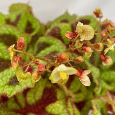Image result for Begonia wollastonii