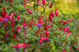 Farben mit blüten und knospen. Fuchsien Fuchsia Vermehren Pflege Kaufen Heimhelden