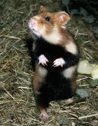 Ada fakta yang menakjuban mengenai gambar keren yang disaseandainyan diatas objek datar berupa kertas ataupun kanvas dan biasanya memiliki tujuan tertentu, salah satunya merupakan merekam atau mengabadikan kejadian. 7 Jenis Hamster Paling Populer Dan Unik Wajib Baca