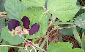 Image result for Macroptilium atropurpureum