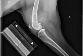 The warning signs of cancer in dogs are very similar to that in people. Bone Cancer In Dogs And Cats What You Need To Know The Animal Medical Center