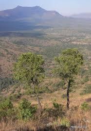 Image result for Faurea saligna