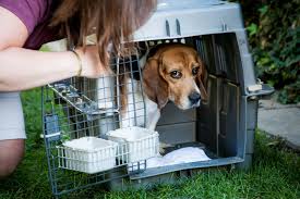 A beagle is not only known for its excellent hunting skills but its loyalty to family. Lab Dog To Lap Dog Research Animals Get New Lease On Life