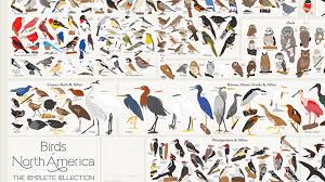 Every Bird Species In North America In A Single Poster