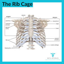We did not find results for: The Rib Cage The Rib Beth Jefferies Therapy Facebook