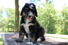 The mini bernedoodle is a companion dog! Standard Bernedoodle Puppies Texas