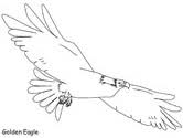 The primaries of eagles are pointed, and the outer ones have narrow tips created by emargination of the outer vane Eagle Coloring Pages