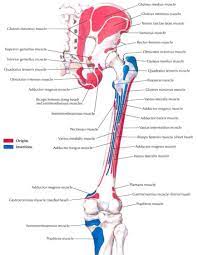 For example, a man with a 1 centimetre biceps tendon will have greater potential for muscle mass than a man with a longer. Muscle Insertions And Origins Of The Posterior Aspect Of The Thigh Muscle Anatomy Body Anatomy Human Anatomy And Physiology