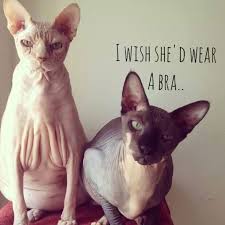 It S Time For Your Wednesday Morning Photo Orgy Grappige Dieren Sphynx Kat Kattenhumor