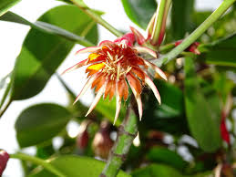 Image result for Bruguiera