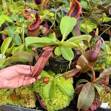 Image result for Nicolasia nitens