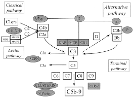 Image result for Complement Pathway