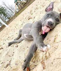 Let Me Just Eat Some Sand While I Awe You With My Cuteness Pitbull Cute Baby Animals Cute Dogs Baby Animals