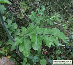 Image result for Pimpinella afra