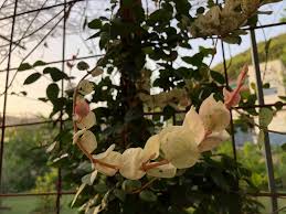 Image result for Jasminum stenolobum