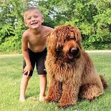 We did not find results for: Labradoodle Breeder From Westerville Ohio Labradoodle Breeders Labradoodle Australian Labradoodle Puppies