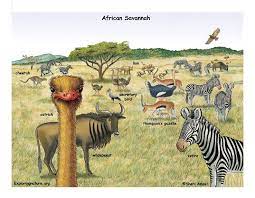 Unfortunately, many of these are hunted for their horns. African Grasslands Ozzy S Preschool Park Savanna Animals African Animals Animals
