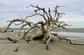 Must See Places In The Usa Where To Go Visit Skyscanner Driftwood Beach Jekyll Island Beautiful Places In America Jekyll Island
