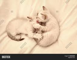 Kitten stuck inside a glass. Lovely White Kitten Image Photo Free Trial Bigstock