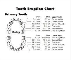 sample teeth chart template 10 free documents download in pdf