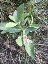 Image result for Laggera crispata