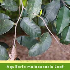 Find & download free graphic resources for agarwood. Characteristics Of Agarwood Tree Aquilaria Malaccensis In The Wild Names Of Trees