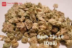 Bạch Tật Lê (Quả) (Fructus Tribuli terrestris)