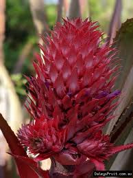The fact that it looks similar to a pine cone and hangs from the tree like. Buy Red Pineapple Plants Ananas Bracteatus