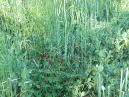 Cover Crops Home Garden Information Center