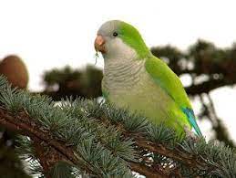 pin by التجمع المغربي لعلم الطيور on parrot parrot animals bird
