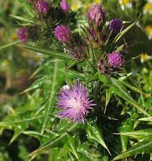 Image result for Carduus leptacanthus