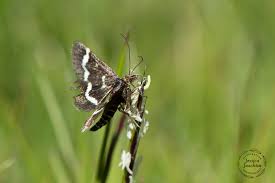 Image result for Pyrausta nigrata