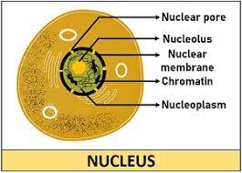 The main difference between plasmogamy and karyogamy is that plasmogamy is the fusion of two hyphal protoplasts while karyogamy is the fusion of two haploid nuclei in fungi. Difference Between Nucleus And Nucleolus With Comparison Chart Biology Reader