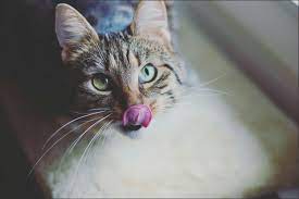 What It Means When Your Cat Is Vomiting Clear Liquid