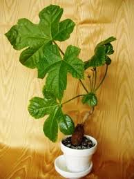 Image result for Cussonia corbisieri