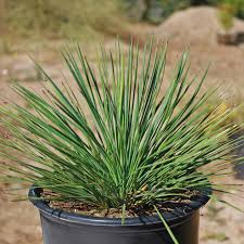 Image result for Yucca
