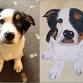 Paint Your Pup @ Hudo Lounge, Cardiff event image