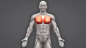 The neck muscles, including the sternocleidomastoid and the trapezius, are responsible for the gross motor movement in the muscular system of the head and neck. Examples Of Skeletal Muscles Their Function And Characteristics