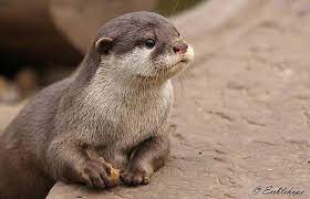 Baby Asian Short Clawed Otter Paradise Wildlife Park Gallery Otters Otters Cute Baby Otters
