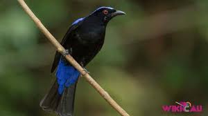 Download Suara Burung Cucak Biru Jantan Betina Burung Betina Bulu