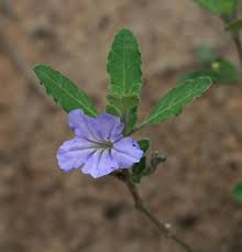 Image result for Ruellia patula