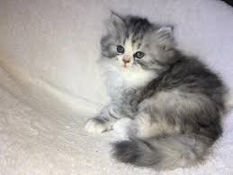 This darling and very stunning gentleman is melt in your hands friendly. Pennysaver Tea Cup Doll Face Persian Kittens Rare In Los Angeles California Usa