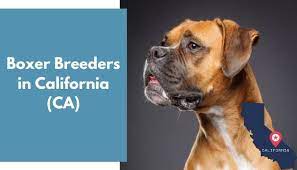 We rescue boxers from shelters and from owners who are no longer able to care for them. 10 Boxer Breeders In California Ca Boxer Puppies For Sale Animalfate