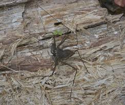 Tailless whip scorpions damon diadema. Tailless Whip Scorpion