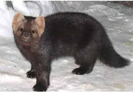 Martine Like A Sable Cute Animals Animals Wild Animals Beautiful