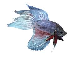Fun facts about the betta fish is that if you place two male betta fishes around each other, most likely they will attack each other, if they don't have any room for escape, they will actually. The Fascinating Origin Of Betta Fish And Other Fun Betta Facts