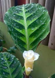 Pin Op Plants For The Home