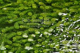 Image result for Lagarosiphon major