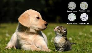 If you are one of them, continue reading and find out more about these dewormers. How Does Over The Counter Dewormers Work For Pets Budgetpetworld