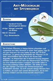 Spitzwegerich Ist Ein Wahres Wunderkraut Es Wirkt Nicht Nur Hustenlosend Und Wundheilend Sondern Eignet Sich Als Spitzwegerich Gesundheit Spitzwegerich Salbe